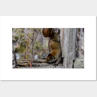 Red Squirrel. Posters and Art